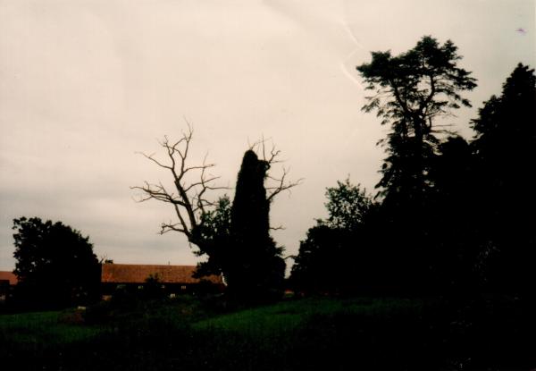 En dag på bränneriet på Kyrkeby. 1985. 27/8. 700 årig Ek.