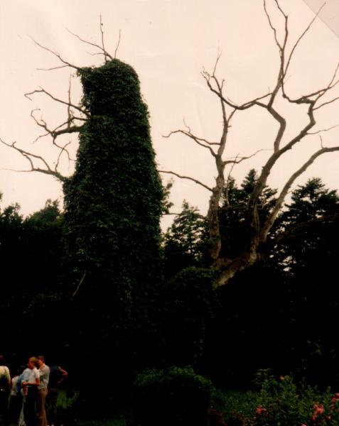 En dag på bränneriet på Kyrkeby. 1985. 27/8. 700 årig Ek.